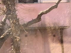 -青藏高原野生动物园