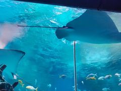 -海合安成都极地海洋公园