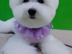 -芭比堂动物医院·24小时·眼科中心(深圳中心)