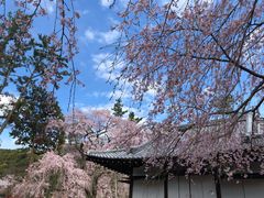 -醍醐寺