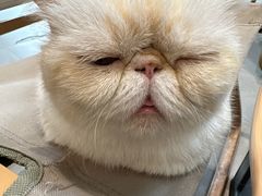 -Heymao猫咖.咖啡厅(东门店)