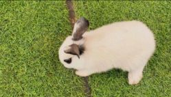 -萌宠亲子动物乐园(槐房万达店)