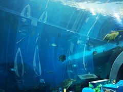 -海棠湾洲际-涛·海底餐厅·美人鱼·自助餐·海底隧道
