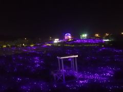 -大塘金香草谷