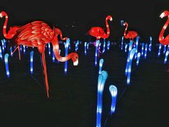 -桐乡凤凰湖
