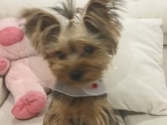 -康乐宝动物医院