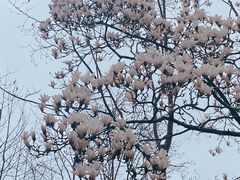 -东平国家森林公园