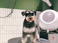 -電力宠物公司(武定路店)