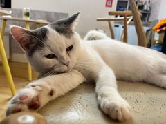 -猫咪派对(江南西店)
