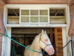 -神户市立六甲山牧场