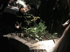 -都氏家DUSJOY(翡翠城店)