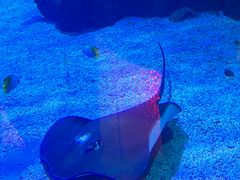 -石家庄海洋公园
