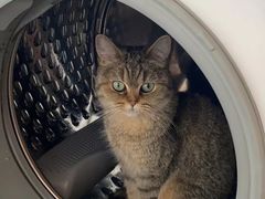 -伟伟宠物医院·瑞派猫友好医院·猫科(光谷店)