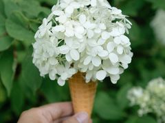 -上海滨江森林公园