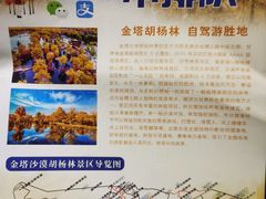 -金塔沙漠胡杨林景区