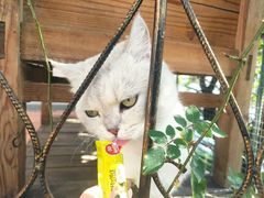 -喵屿·大理花园猫咖