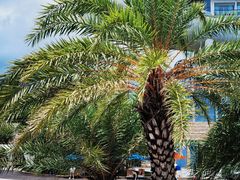 -深圳大梅沙京基洲际度假酒店