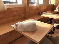 -猫腻·猫咖·撸猫馆(星光大道店)