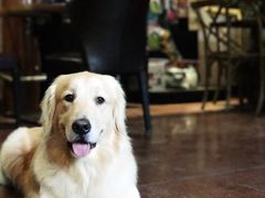 -百好乐宠物友好餐厅(朝外大街店)