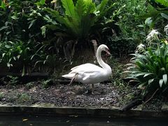 天鹅-新加坡飞禽公园