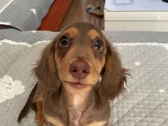 -翊宠yipet猫狗购宠庄园犬舍•猫舍