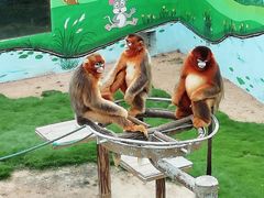 -西霞口神雕山野生动物世界