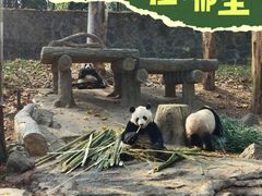 -都江堰中华大熊猫苑