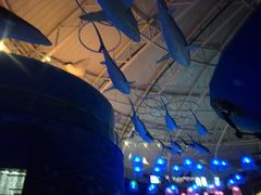 -烟台海昌鲸鲨海洋公园