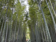 -树山生态村