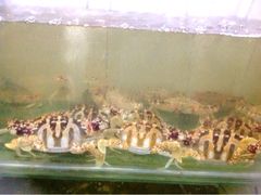 upload_pic-大众海鲜加工大排档(金海湾大道店)