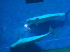 -芜湖新华联大白鲸海洋公园