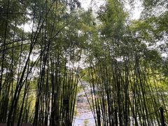 -川西竹海景区