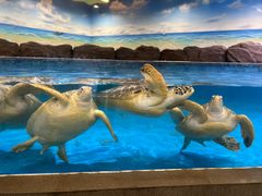 -芜湖新华联大白鲸海洋公园