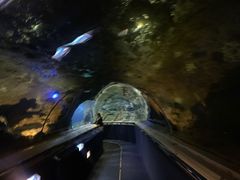 -凯莉-塔尔敦海洋生物水族馆