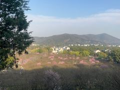 -香雪海