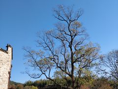 -塔川景区