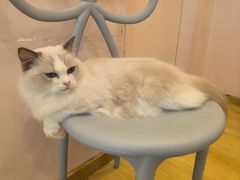 -猫咪派对(江南西店)
