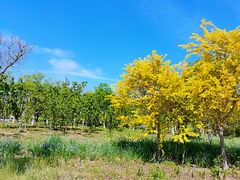 -天津东丽湖风景区