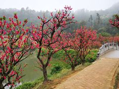 -南国桃园旅游度假区