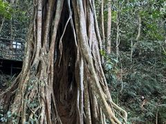 -中国科学院西双版纳热带植物园