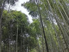 -黄山翡翠谷景区