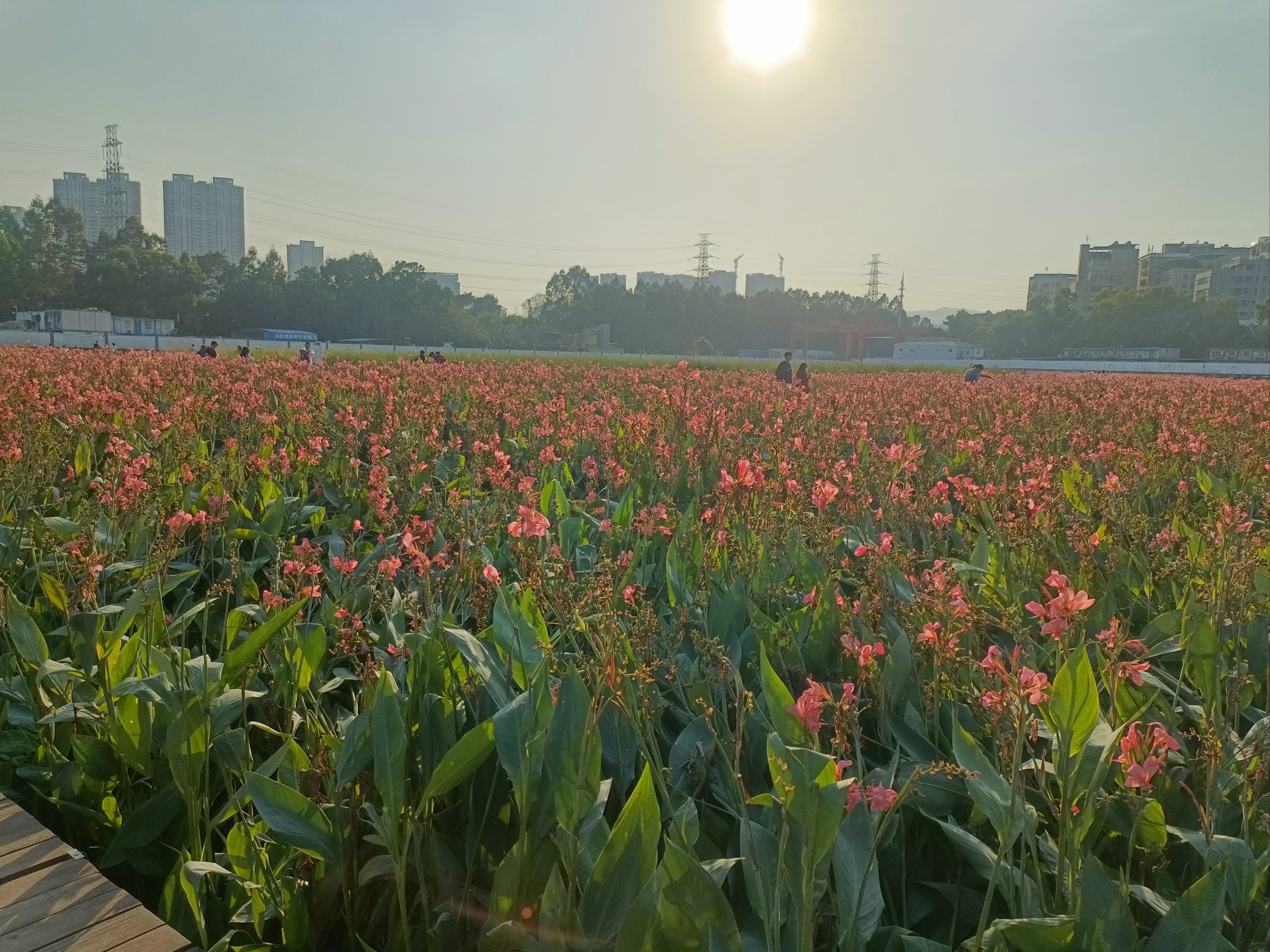 观澜河湿地公园图片