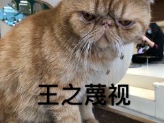 -飞行喵MR PILOT|猫舍·猫咖(静安大融城店)