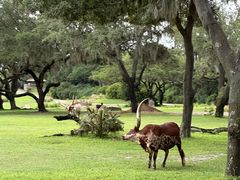 -奥兰多迪士尼动物王国乐园