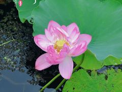 -荷塘月色湿地公园·向阳花洲