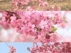 -天适樱花悠乐园