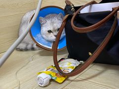 -乐派堂宠物医院·猫友好· 心脏科(东街店)