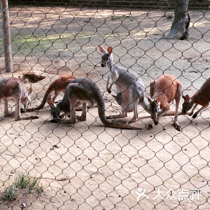 武漢動物園-圖片-武漢周邊遊-大眾點評網