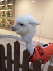 -Moni星球萌宠·小马宝莉·灵蛇·高端高阶全萌宠互动体验俱乐部(红豆国际广场店)