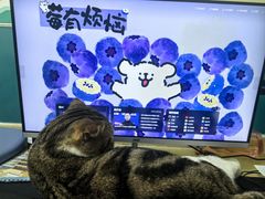 -乖乖宠物医院·猫科·急重症中心(车站北路分院)